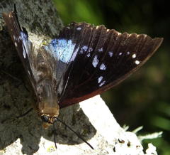 Charaxes xiphares xiphares