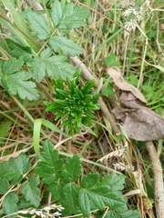 Arracacia moschata