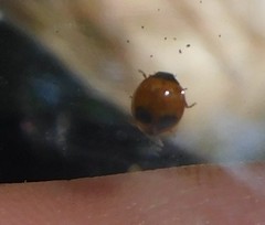 Exochomus marginipennis