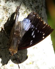Charaxes xiphares xiphares