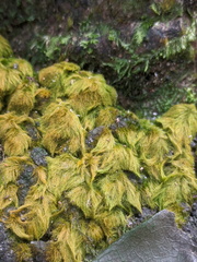 Coenogonium implexum