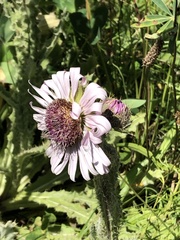 Berkheya purpurea
