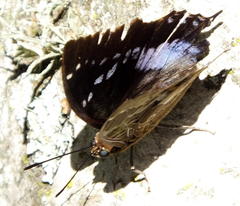 Charaxes xiphares xiphares