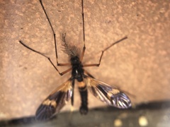 Pselliophora