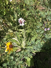 Berkheya purpurea