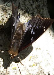 Charaxes xiphares xiphares