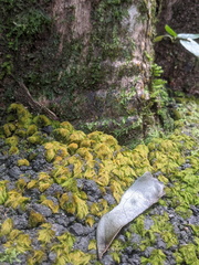 Coenogonium implexum