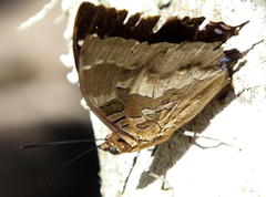 Charaxes xiphares xiphares