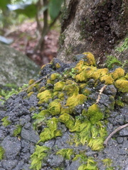 Coenogonium implexum