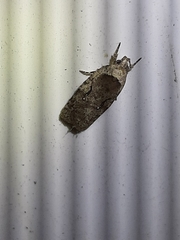 Agonopterix curvilineella
