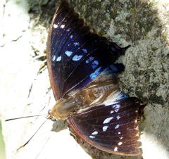 Charaxes xiphares xiphares