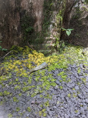 Coenogonium implexum