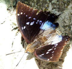 Charaxes xiphares xiphares