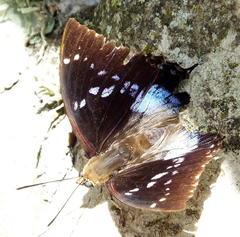 Charaxes xiphares xiphares