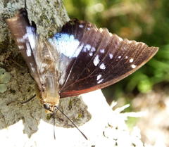 Charaxes xiphares xiphares