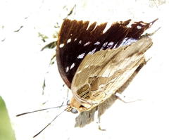 Charaxes xiphares xiphares