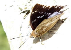 Charaxes xiphares xiphares