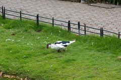 Cairina moschata domestica
