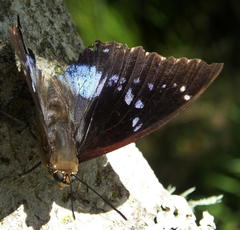 Charaxes xiphares xiphares