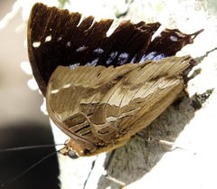 Charaxes xiphares xiphares