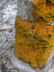 Coenogonium implexum