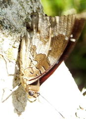 Charaxes xiphares xiphares
