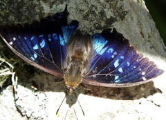 Charaxes xiphares xiphares
