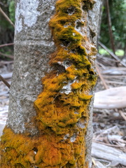 Coenogonium implexum