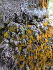 Coenogonium implexum