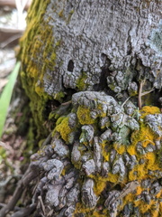 Coenogonium implexum