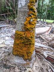 Coenogonium implexum