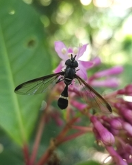 Mimocalla willistoni