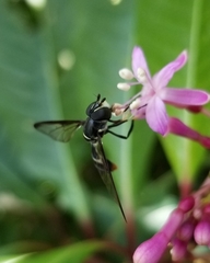 Mimocalla willistoni