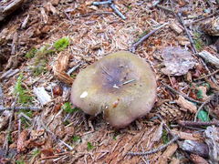 Russula occidentalis