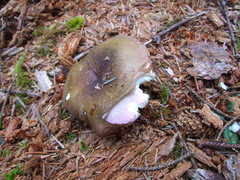 Russula occidentalis
