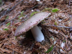 Russula occidentalis