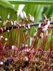 Pogonatum subulatum