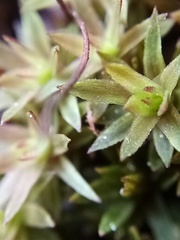 Pogonatum subulatum