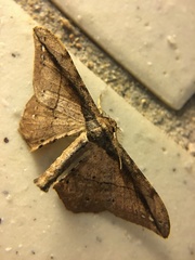 Hyposidra infixaria