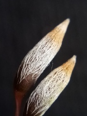 Pogonatum subulatum