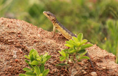 Pseudocordylus melanotus