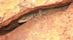 Pseudocordylus melanotus