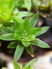 Pogonatum subulatum