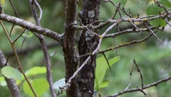 Crataegus macracantha