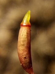 Pogonatum subulatum