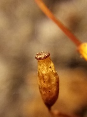 Pogonatum subulatum