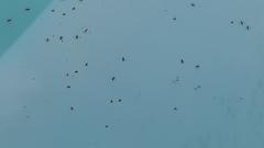 Microvelia longipes