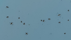 Microvelia longipes