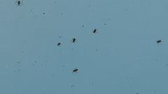 Microvelia longipes