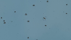 Microvelia longipes